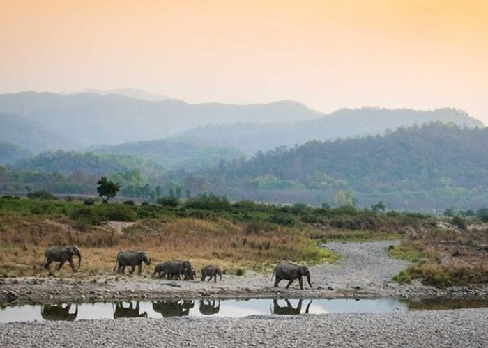 forest lodges in corbett