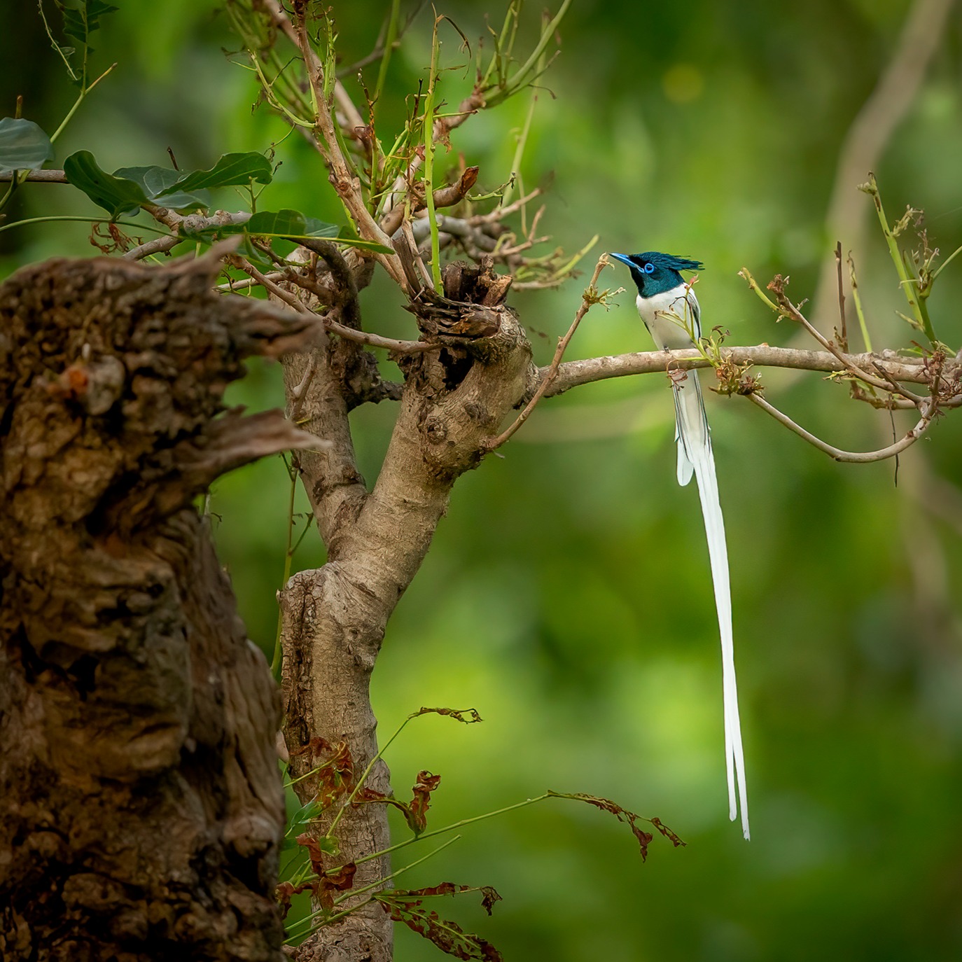 Jim Corbett safari trail with forest landscape and wildlife viewing route