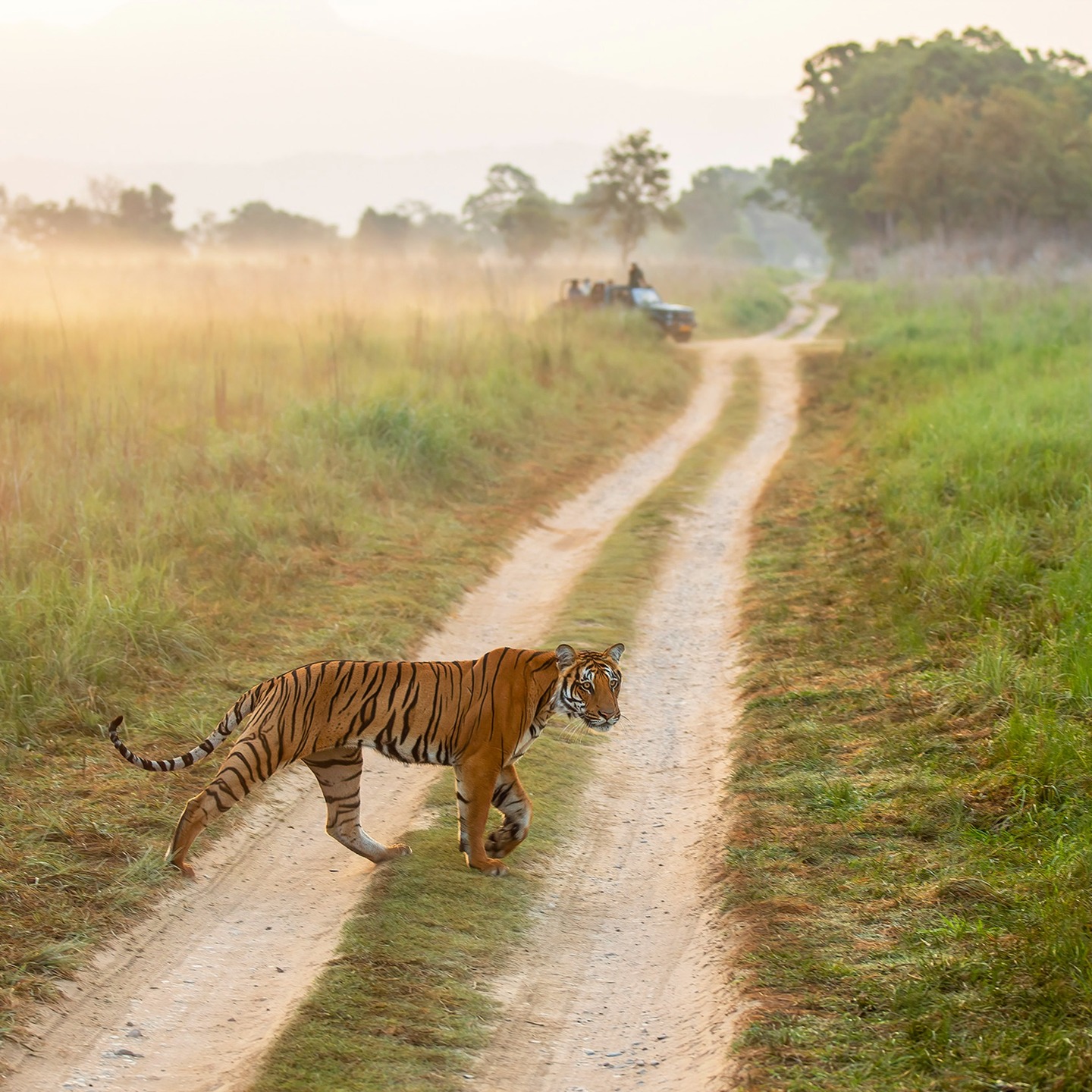 Dense forest landscape in Jim Corbett National Park during safari travel